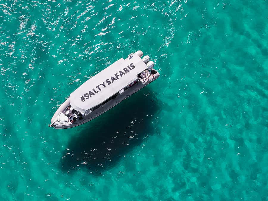 Hervey Bay: Half-Day Whale and Island Adventure by Boat - Watching humpback whales from a low boat