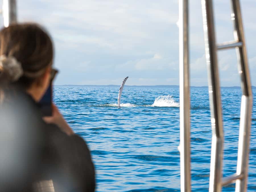Hervey Bay: Half-Day Whale and Island Adventure by Boat - Booking details and cancellation