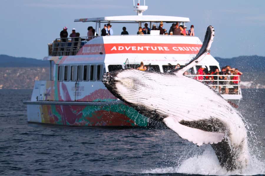 Hervey Bay: Half-Day Whale-Watching Cruise - Why Hervey Bay is such a strong whale-watching base