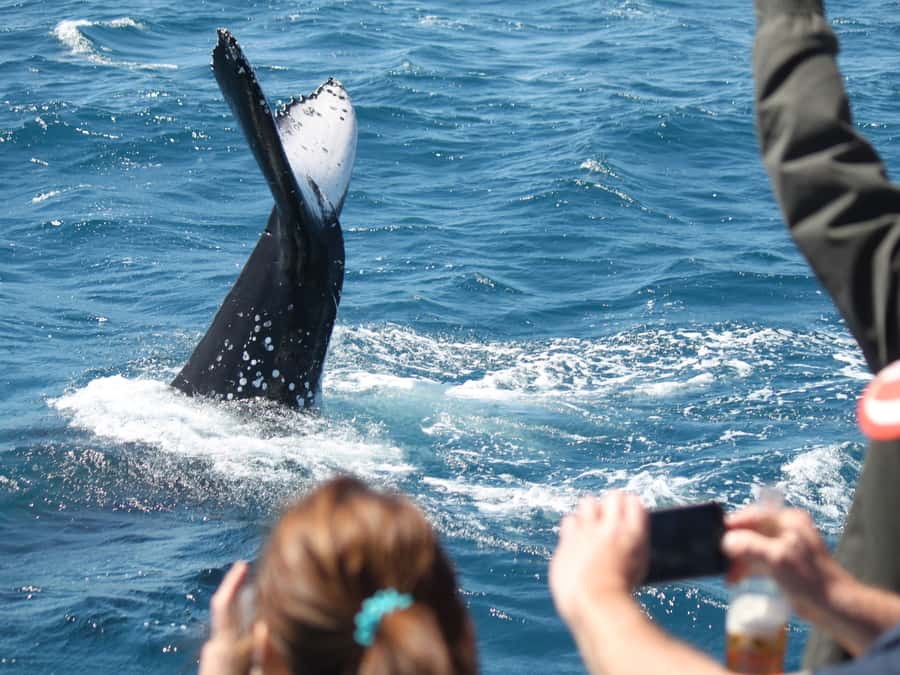 Hervey Bay: Half-Day Whale-Watching Cruise - The first part of the cruise: searching the bay