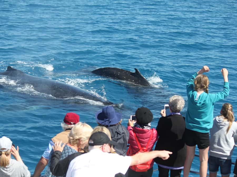Hervey Bay: Half-Day Whale-Watching Cruise - Tea, biscuits, and the four-hour rhythm