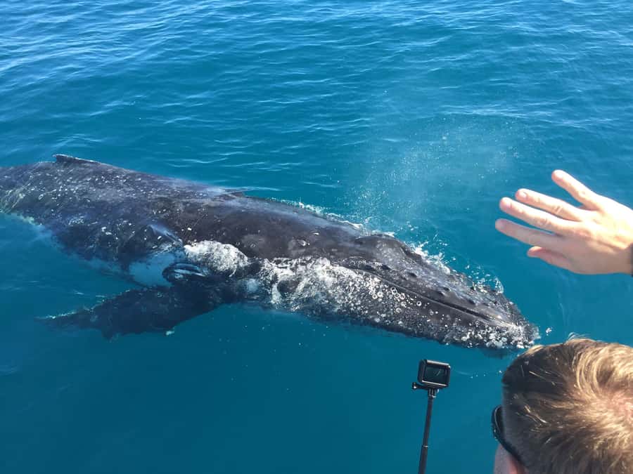 Hervey Bay: Half-Day Whale-Watching Cruise - Weather, comfort, and practical preparation