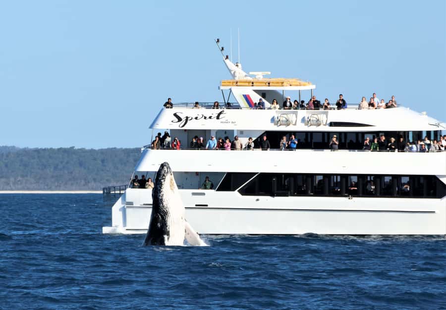 Hervey Bay: Half-Day Whale Watching Cruise - Comfort for Families and Mixed-Age Groups