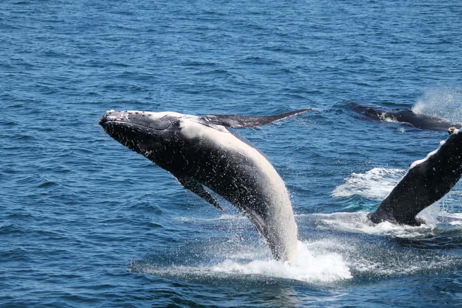 Hervey Bay: Half-Day Whale Watching Cruise - Is $109 Good Value for Four Hours?