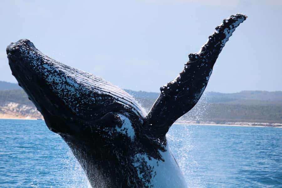 Hervey Bay: Half-Day Whale Watching Cruise - Who Will Enjoy This Cruise Most?