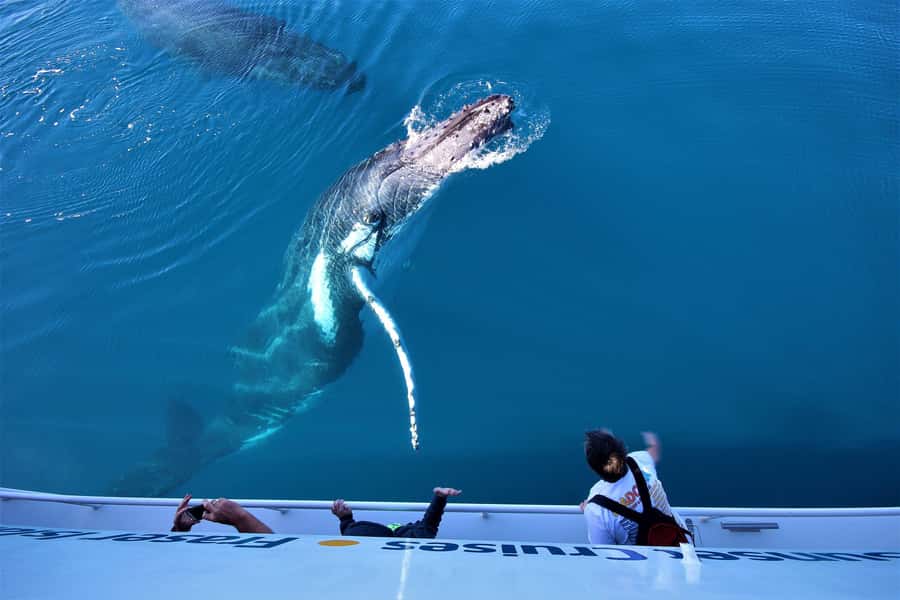 Hervey Bay: Half-Day Whale Watching Cruise with Meal - Key points at a glance