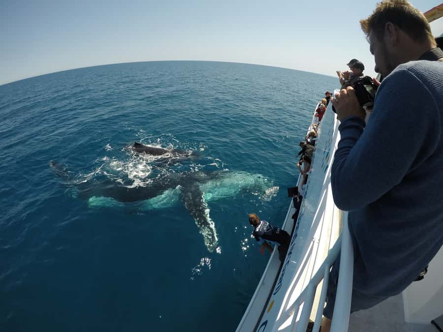 Hervey Bay: Half-Day Whale Watching Cruise with Meal - Booking, pickup, and cancellation details