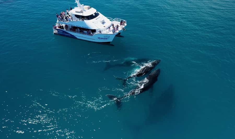 Hervey Bay: Half-Day Whale Watching Cruise with Meal - Four hours with humpback whales
