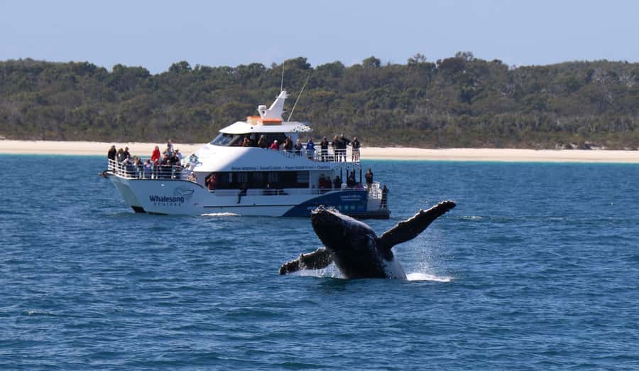 Hervey Bay: Half-Day Whale Watching Cruise with Meal - Hearing whale song through the hydrophone