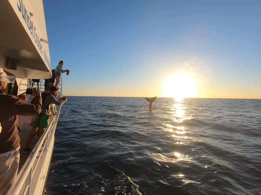 Hervey Bay: Half-Day Whale Watching Cruise with Meal - Comfort, weather, and seasickness