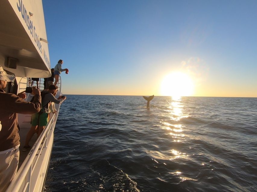 Hervey Bay: Half-Day Whale Watching Cruise with Meal - What the $113 price includes