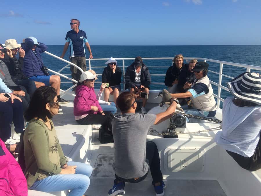 Hervey Bay: Half-Day Whale Watching Cruise with Meal - From Urangan Marina to open water