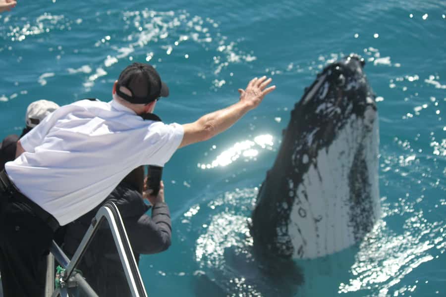 Hervey Bay: Half-Day Whale Watching Cruise - Five Levels for Finding Your Best View