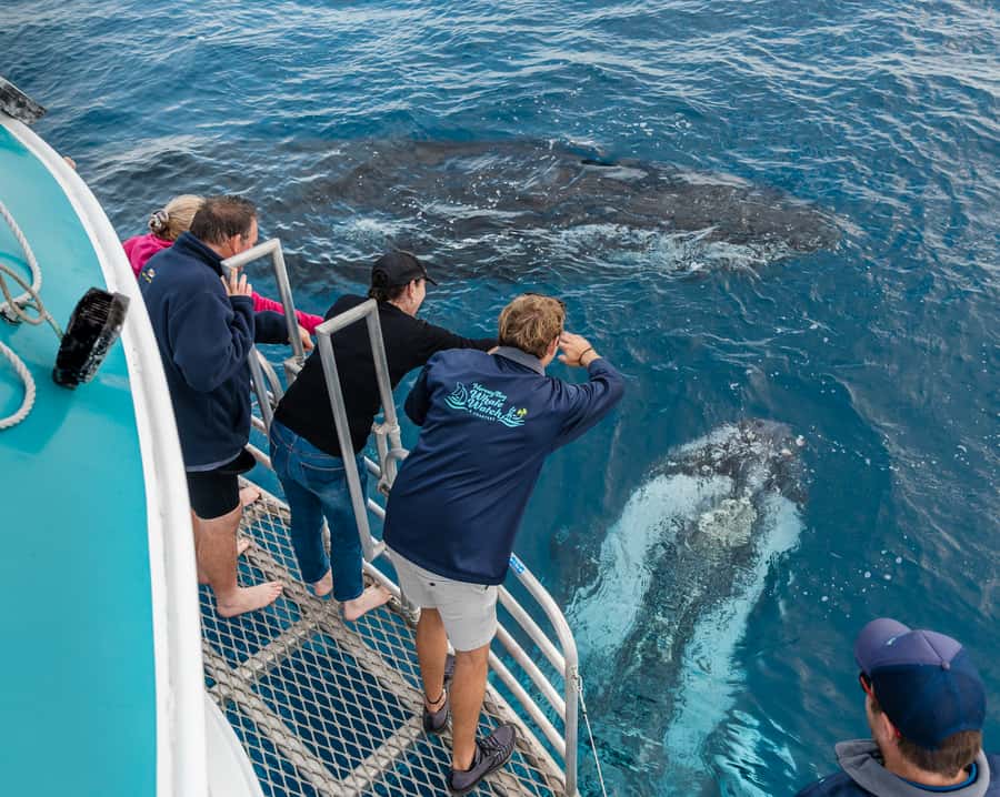 Hervey Bay: Humpback Whale-Watching Half-Day Cruise - Key points at a glance