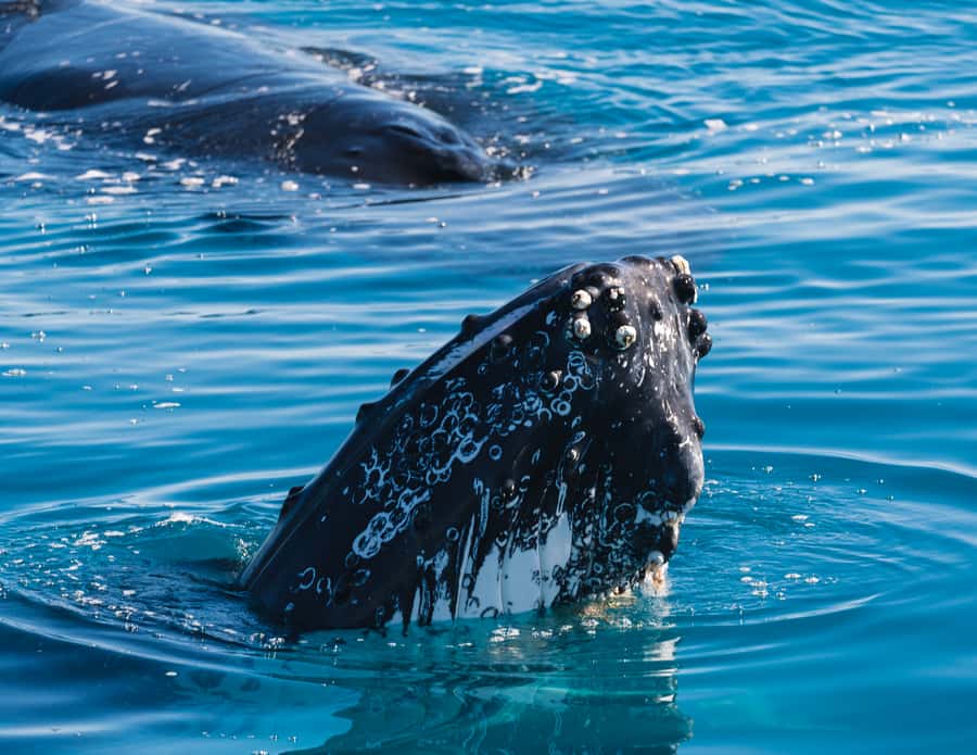 Hervey Bay: Humpback Whale-Watching Half-Day Cruise - Finding humpbacks and waiting for the next breach