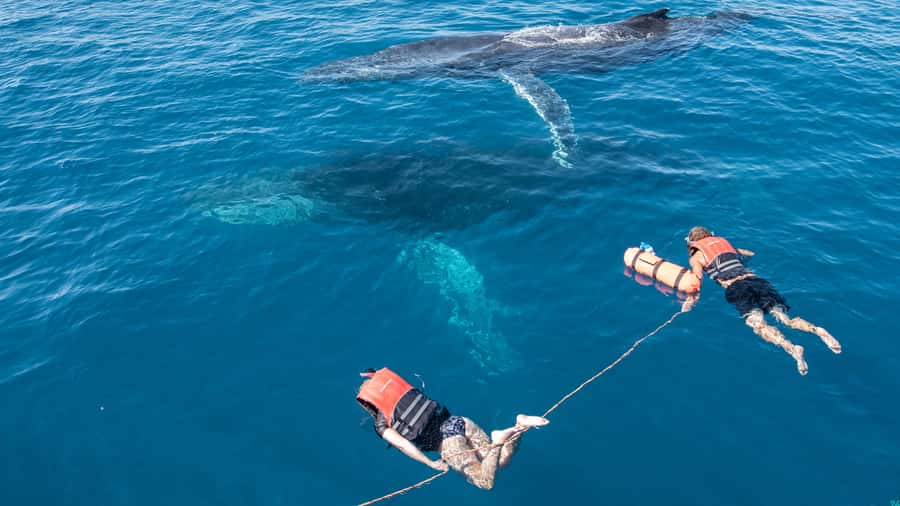 Hervey Bay: Humpback Whale-Watching Half-Day Cruise - Listening to whale song with the hydrophone