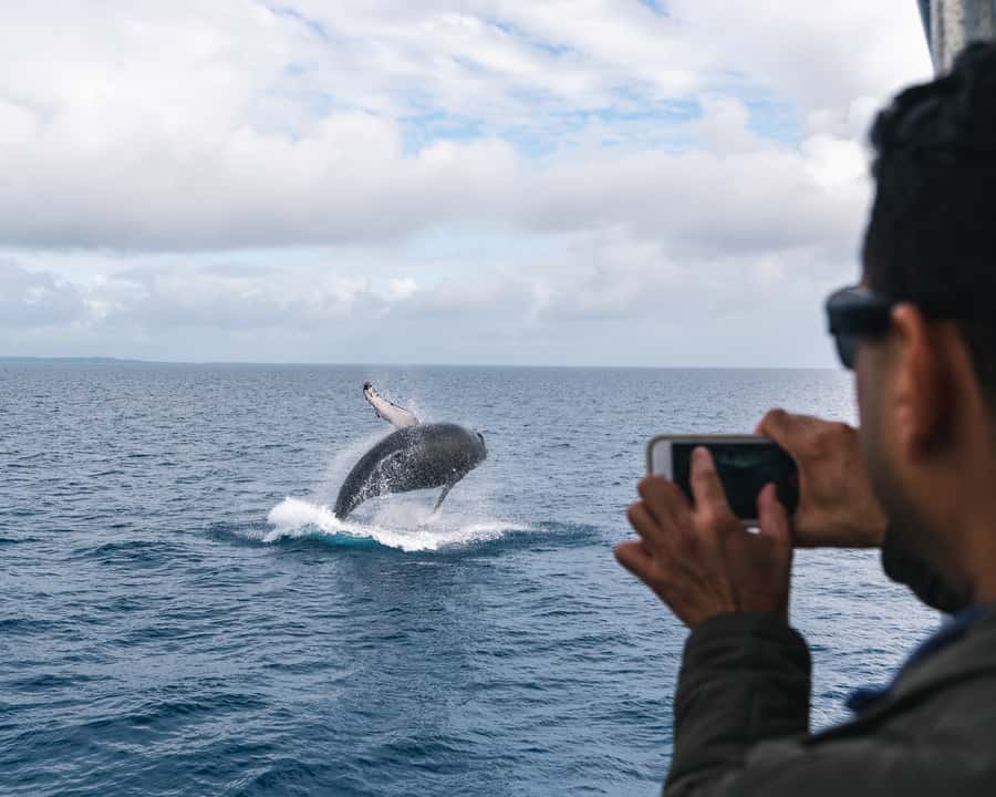Hervey Bay: Humpback Whale-Watching Half-Day Cruise - The possible whale swim