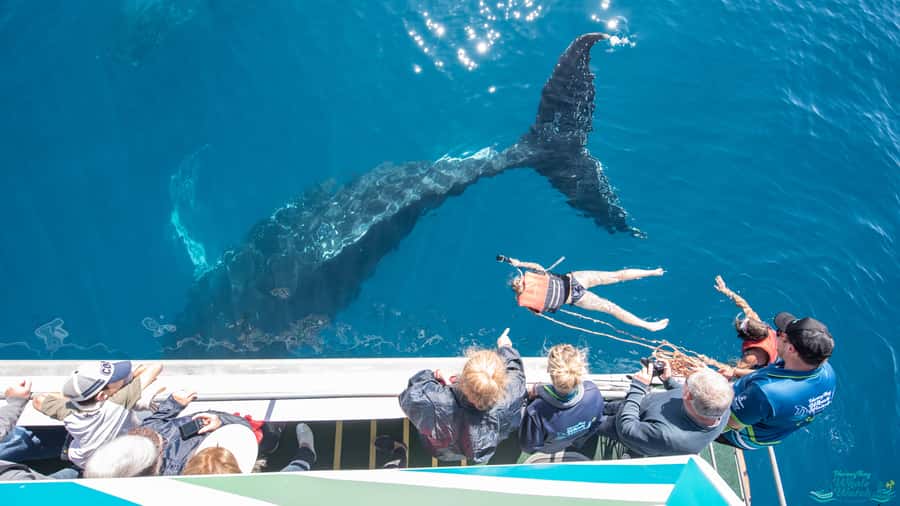 Hervey Bay: Humpback Whale-Watching Half-Day Cruise - What is included for $84