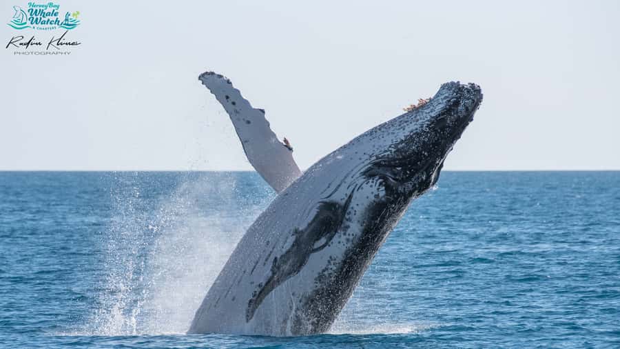 Hervey Bay: Humpback Whale-Watching Half-Day Cruise - The Great Sandy Strait and Fraser Island views