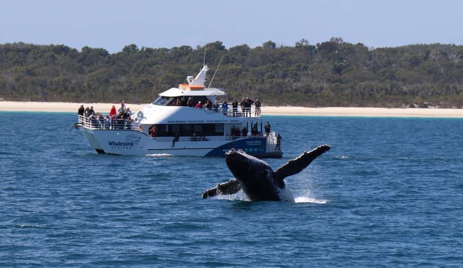 Hervey Bay: Pre-season Whale and Dolphin Watching Cruise - Why Hervey Bay is a strong place for whale watching
