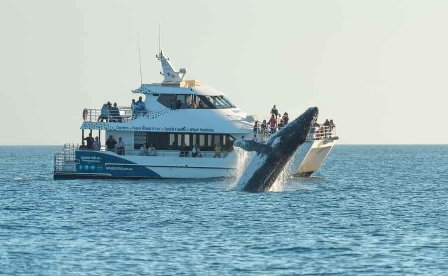 Hervey Bay: Pre-season Whale and Dolphin Watching Cruise - The morning cruise and first wildlife search
