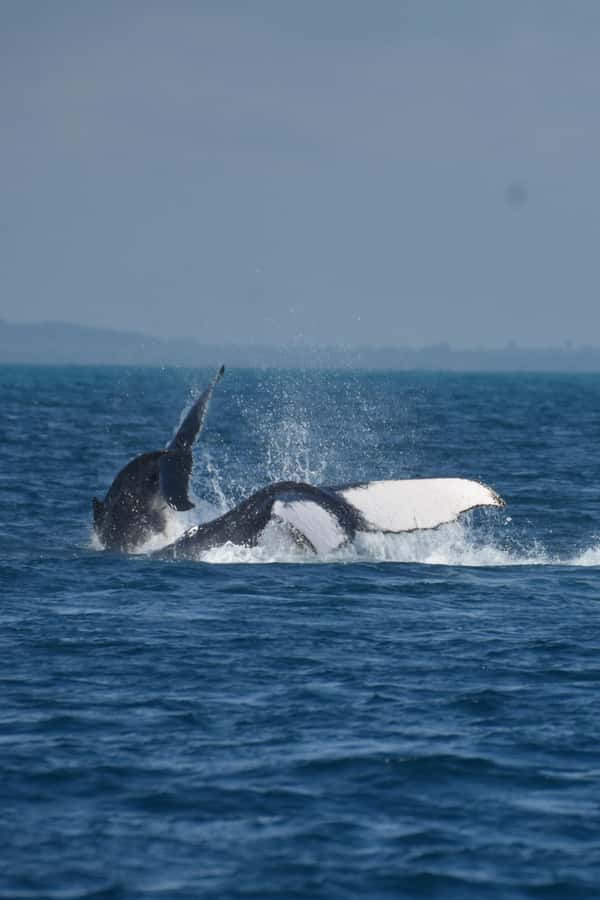 Hervey Bay: Pre-season Whale and Dolphin Watching Cruise - Watching whales from a purpose-built catamaran