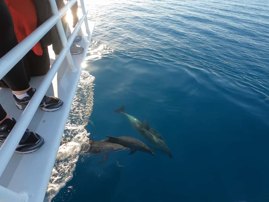 Hervey Bay: Pre-season Whale and Dolphin Watching Cruise - What the cruise is like for families and mixed groups