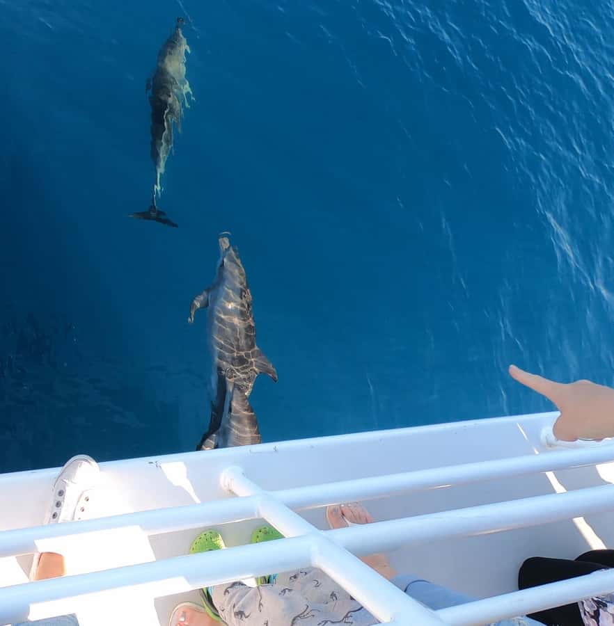 Hervey Bay: Pre-season Whale and Dolphin Watching Cruise - Who should book this five-hour whale cruise