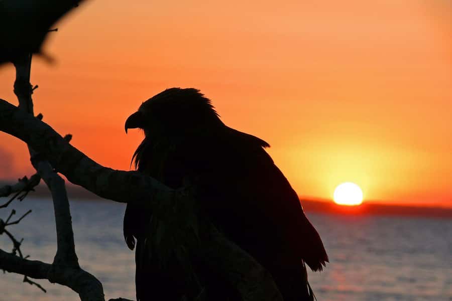 Hervey Bay: Relaxing Sunset Cruise with Champagne and Prawns - The Milbi and the Great Sandy Marine Park