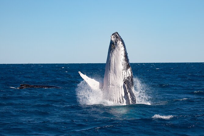 Hervey Bay Ultimate Whale Watching Cruise - A three-hour search across Hervey Bay