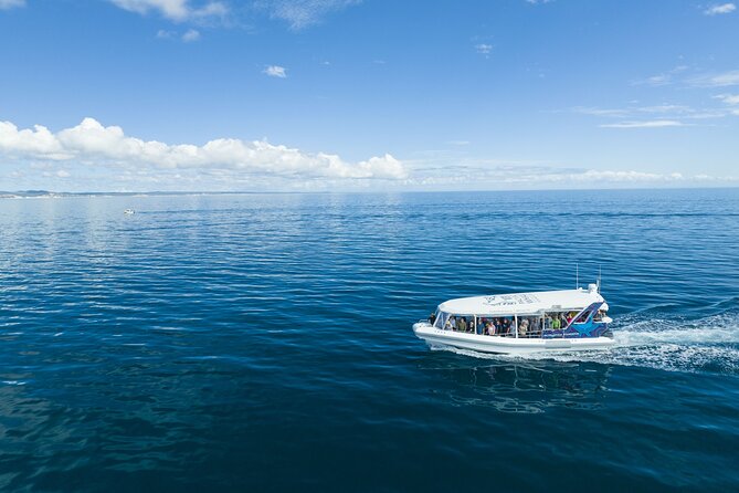 Hervey Bay Ultimate Whale Watching Cruise - Humpbacks, calves, and dolphins in the bay