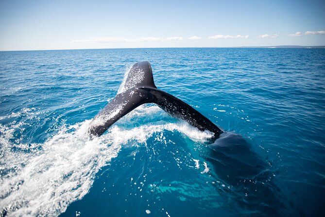 Hervey Bay Ultimate Whale Watching Cruise - Listening to whales through the hydrophone