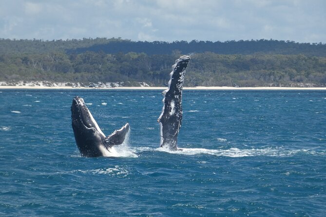 Hervey Bay Ultimate Whale Watching Cruise - What your three hours may feel like