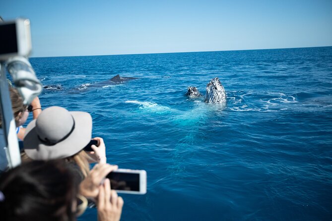 Hervey Bay Ultimate Whale Watching Cruise - The value of the $85.35 price
