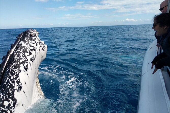 Hervey Bay Ultimate Whale Watching Cruise - Why the rigid inflatable boat changes the experience