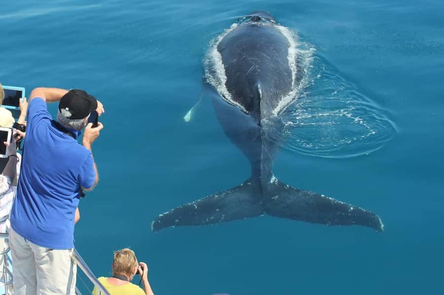 Hervey Bay Whale Odyssey Cruise - Six hours in Platypus Bay with Freedom