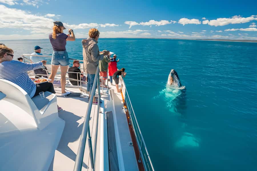 Hervey Bay Whale Odyssey Cruise - Hearing humpbacks through the hydrophone