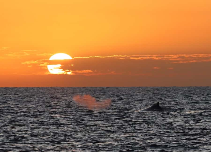 Hervey Bay Whale Odyssey Cruise - July to October, a changing whale season