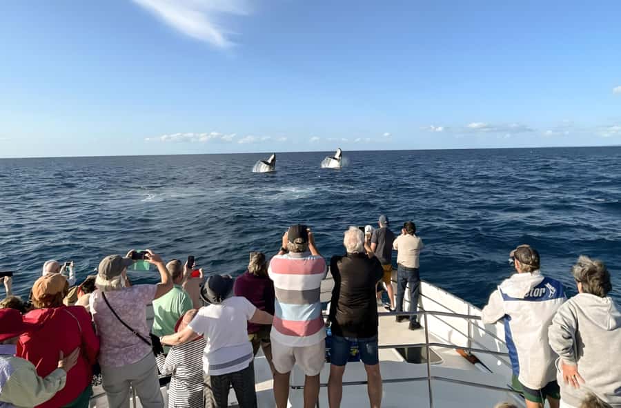 Hervey Bay Whale Odyssey Cruise - Three meals make the $138 fare easier to judge