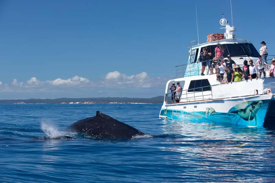 Hervey Bay Whale Odyssey Cruise - Seasickness and access deserve honest attention