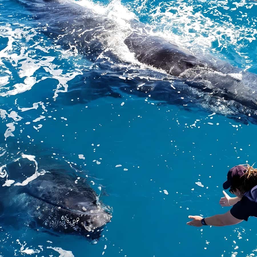 Hervey Bay Whale Odyssey Cruise - Who will enjoy this whale cruise most