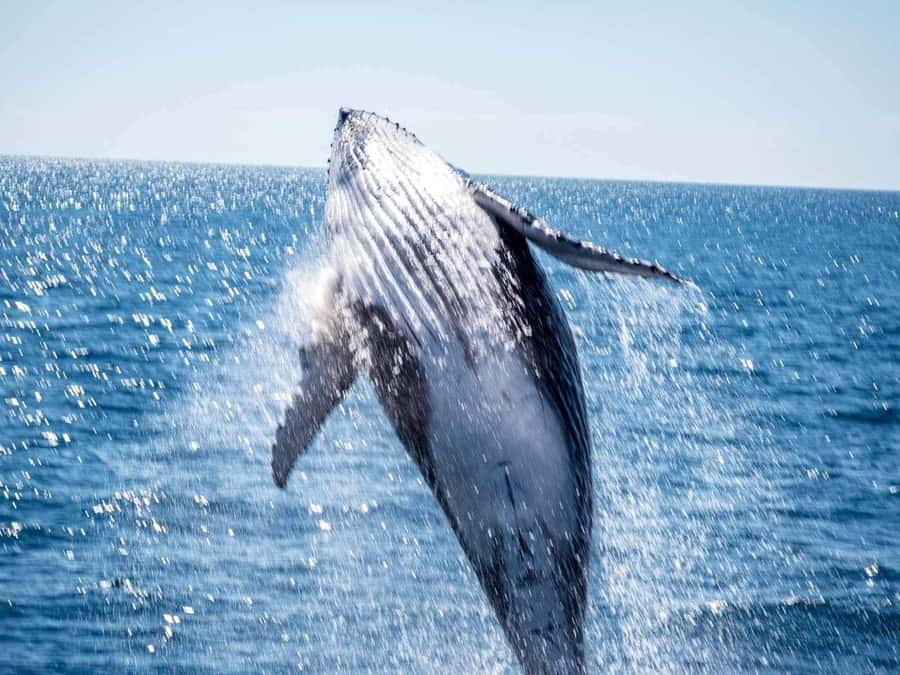 Hervey Bay Whale Odyssey Cruise - Booking, cancellation, and what to bring