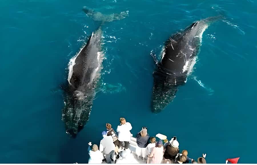 Hervey Bay Whale Odyssey Cruise - Reading the whales from three levels