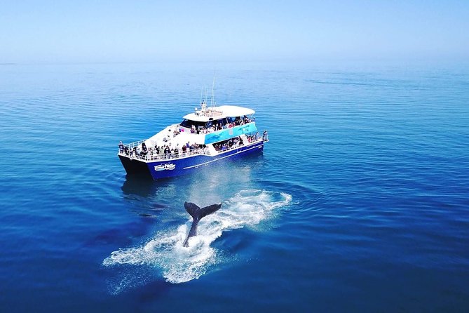 Hervey Bay Whale Watching Cruise - Why Hervey Bay is such a good whale-watching base