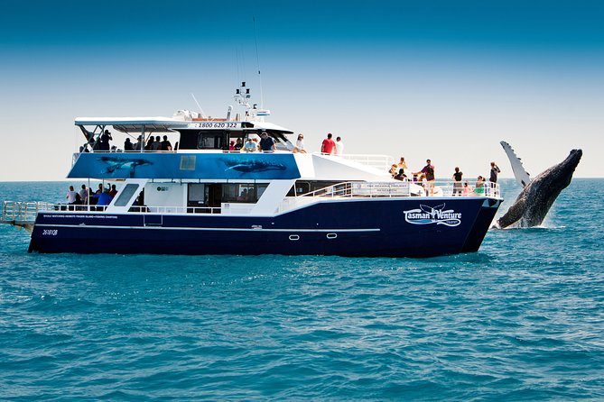 Hervey Bay Whale Watching Cruise - The trip out, commentary, and first sightings