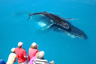 Hervey Bay Whale Watching Cruise
