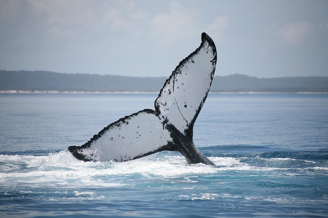 Hervey Bay Whale Watching Cruise - Outdoor platform, underwater windows, and hydrophones