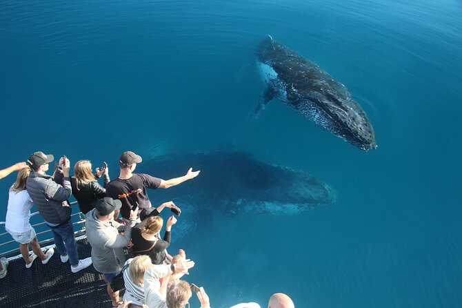 Hervey Bay Whale Watching Cruise - Tea on the way out and an antipasto platter on the return