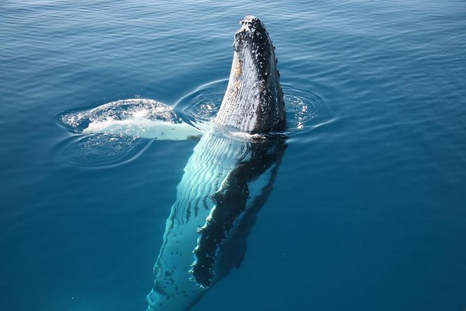 Hervey Bay Whale Watching Cruise - Why families may find this cruise easier