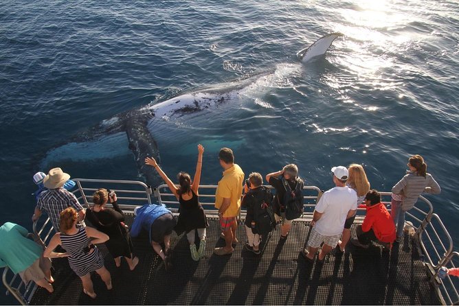 Hervey Bay Whale Watching Cruise - The route around Kgari and the Fraser Island waters